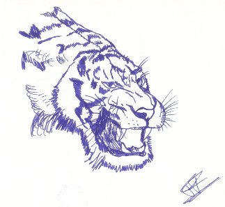 Mia realizzazione di disegno a mano libera: tigre in difesa